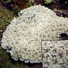 hvid Bløde Koraller Orgelpibe Koral foto