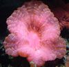 Coral Olho Da Coruja (Botão Coral)