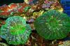 zielony Sowa Oko Koral (Przycisk Koralowa)