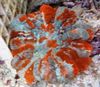 pestriț Bufniță Coral Ochi (Buton Coral) fotografie