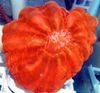 црвен Тешко Корала Owl Eye Coral (Button Coral) фотографија