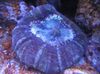 љубичаста Тешко Корала Owl Eye Coral (Button Coral) фотографија