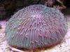 Plošča Koral (Gobova Coral)