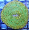 зелена Plate Coral (Mushroom Coral)