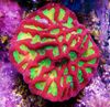 bunt Hartkorallen Platygyra Korallen foto