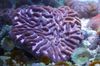 violetinė Platygyra Koralų nuotrauka