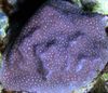 purpurne Porites Korall