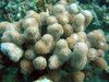 褐色 硬珊瑚 滨珊瑚 照片