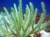 zielony Morza Fanów Pterogorgia zdjęcie