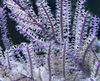 фиолетовый Морские Перья Псевдоптерогоргия фото