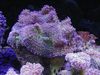 violet Ciupercă Rhodactis fotografie