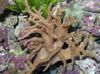 Dedo Sinularia Cuero Coral