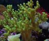 მწვანე Sinularia თითის ტყავის Coral