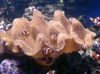 marrón Coral Blando Seta Suave foto