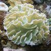 white Hard Coral Spiny Cup photo