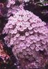 roze Clavularia Star Polip, Cijev Koralja foto