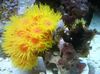Słońce-Koral Pomarańczowy Kwiat