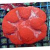 Symphyllia Coral