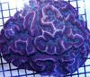 plava Symphyllia Koralja foto