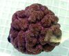 brown Symphyllia Coral photo