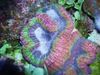 variegado Symphyllia Coral foto
