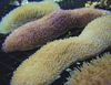 gul Tunge Korall (Tøffel Koraller) bilde