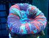 margas Sunku Koralų Dantų Koralai, Koralas Mygtuką nuotrauka