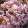 火炬珊瑚（Candycane珊瑚，珊瑚小号）