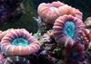 roșu Lanternă Coral (Candycane Coral, Trompeta Coral) fotografie