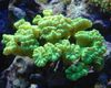 žltý Tvrdý Koralov Pochodeň Koral (Candycane Koral, Koral Trúbka) fotografie