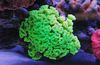 zelen Torch Koral (Candycane Coral, Trobenta Coral) fotografija