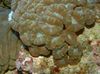 hnedý Tvrdý Koralov Pochodeň Koral (Candycane Koral, Koral Trúbka) fotografie