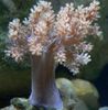 Árvore Coral Macia (Kenya Árvore Coral)