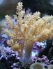 rumena Drevo Soft Coral (Kenija Drevo Koral) fotografija