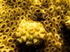 galben Polip Zoanthid Încrustare Alb (Mat Marea Caraibelor) fotografie