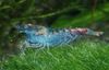 Blue Pearl Shrimp