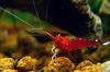 Cardinal Shrimp
