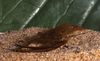 ruskea Katkarapu Macrobrachium kuva