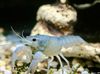 modrý Rak Procambarus Cubensis fotografie