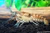 hnedý Rak Procambarus Spiculifer fotografie