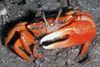 Roten Mangroven-Krabbe