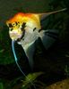 motley Fisk Angelfish Scalare bilde