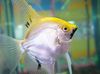 Silber Fisch Angelfish Scalare foto