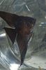 Чорний  Скалярия Звичайна (Риба-Ангел) фото