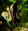 Spotted  Angelfish scalare photo