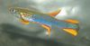 Lichtblauw Vis Aphyosemion foto