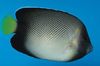 Плямистий Риба Аполеміхт Кремовий фото