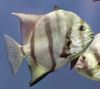 Atlanspadefish