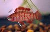 Червоний  Бадіса Бадіса (Бадіса-Хамелеон, Риба-Хамелеон) фото