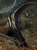 Strisce  Batavia Pesce Pipistrello foto